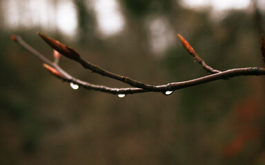 Three Water Droplets