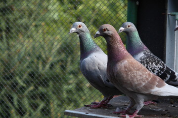 Gołębie pocztowe