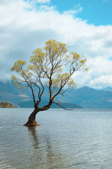 The Lonely Wanaka Tree