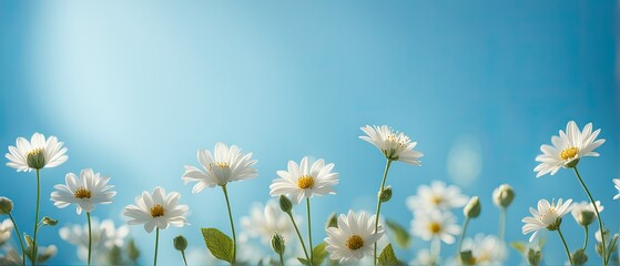White Daisies Under a Blue Sky