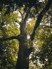 A majestic tree bathed in sunlight from below, emphasizing its massive trunk and sprawling branches, with vibrant green leaves