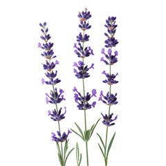 Naklejka premium Lavender flowers with slender purple blooms arranged elegantly on a transparent background