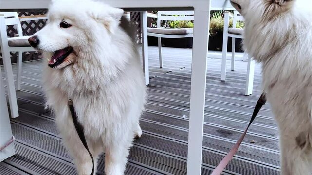 Two white fluffy samoyed spitz dogs on a walk. A walk in the courtyard of the house. 