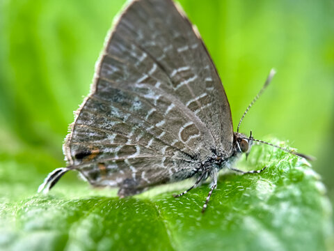 Close up of the banded lineblue butterfly (Prosotas), macro shot small butterfly perched on the leaves