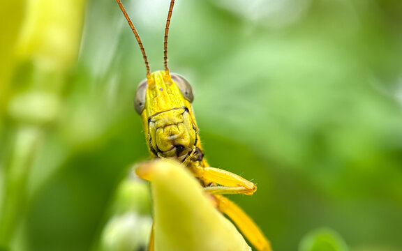 Close up of leaf grasshopper on a green leaf - Powered by Adobe