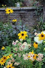 Black-eyed Susan blooms amongst Phlox plants, Northamptonshire England
