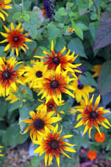 Closeup of a cluster of orange and yellow Black-eyed Susan blooms, Northamptonshire England
