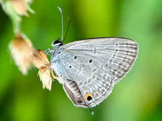 Close up of the blue gram butterfly (Euchrysops cnejus), macro shot of a small butterfly perched on the leaves