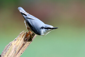Nuthatch