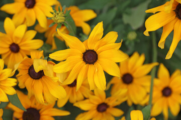 Macro image of yellow Black-eyed Susan blooms, Northamptonshire England
