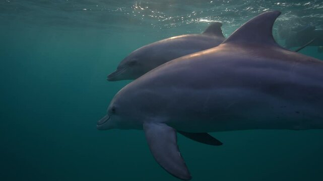 Dolphins Moving Past the Camera Underwater In Beautiful Light and Crystal Clear Visibility