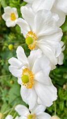 Obraz premium white and yellow flowers