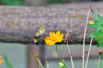 コスモスとオオスカシバ