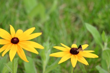 bee on yellow flower