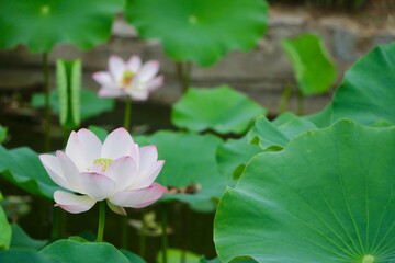 pink lotus flower