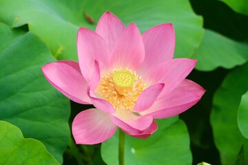 pink lotus flower