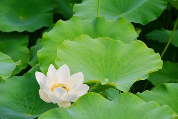 white lotus flower