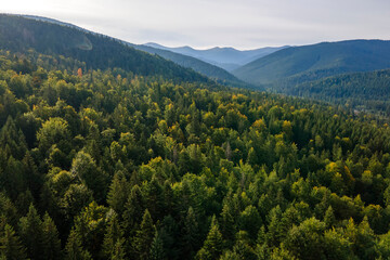 Aerial view of green pine forest with dark spruce trees covering mountain hills. Nothern woodland scenery from above