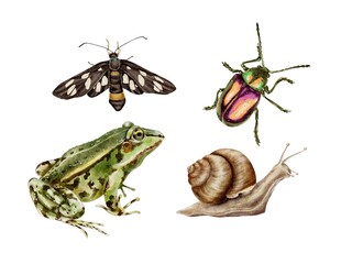 Autumn and summer bug bronze beetle , butterfly, snail and frog animal set on white. Fall watercolor illustration for Harvest Festival, Halloween party decoration, packaging © Mea_ta 