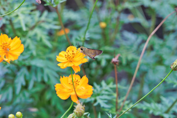 コスモスとセセリチョウ