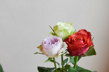 ３色のバラ