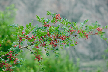 Sichuan Pepper grow on tree