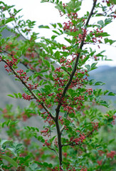 Sichuan Pepper grow on tree