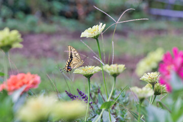 花の蜜を吸うキアゲハ