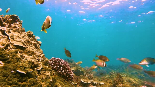 Various tropical fish feed in exotic warm unser water of the ocean among corals seaweed. School of color vibrant fish spawning and feeding shallow water, shoal, biocenosis reef atoll.