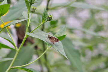 葉に止まるセセリチョウ