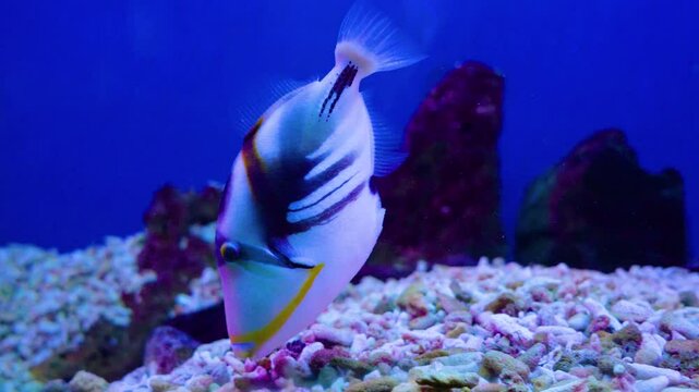 Fish Painted Triggerfish Rhinecanthus aculeatus in search of food feeding on the bottom.