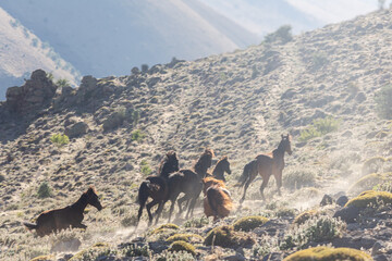 yılkı horses
