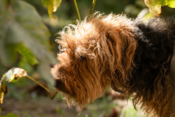 Adult Welsh terrier, overgrown dog before coat trimming
