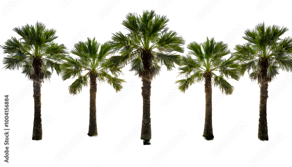 Poster scene with palm treepalm on a isolated on white background. generative ai.