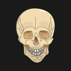 Human skull on a dark background. Sketch. Vector illustration