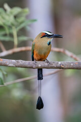 Meet the striking Turquoise-browed Motmot bird, a symbol of tropical beauty found in the lush landscapes of Costa Rica. 