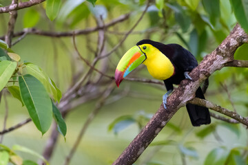 Keel-billed Toucan (Ramphastos sulfuratus) perched on a branch with moss and bromeliad, Costa Rica.