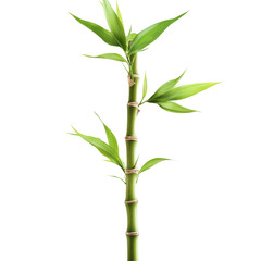 Fototapeta premium Bamboo: A single bamboo stalk with fresh green leaves. png, transparent background.