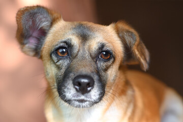 Black-nosed brown dog with tired look