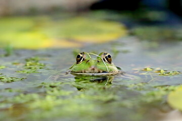 Grenouille