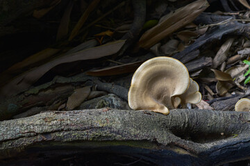 Wild mushroom Berkeley polypore  (Bondarzewia berkeleyi) growing on wood