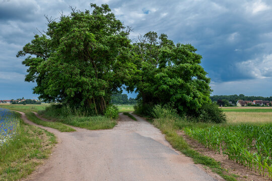 Ein mit gro&szlig;en B&uuml;schen bewachsener Feldweg gabelt sich auf.