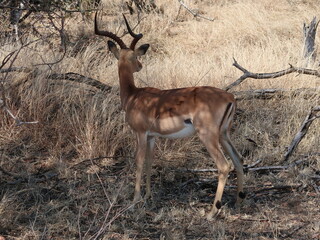 South Africa, wildlife animals safari Krüger National Park