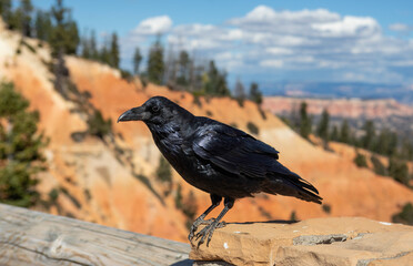 American Common Raven in Bryce National Park