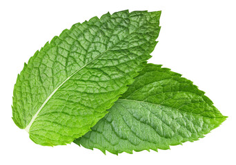 Mint leaf isolated on white. Fresh mint leaf. Pepper mint clipping path