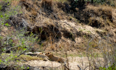 South africa, africa Cpe town, Krüger National Park, wilslife, animals. photosafari 