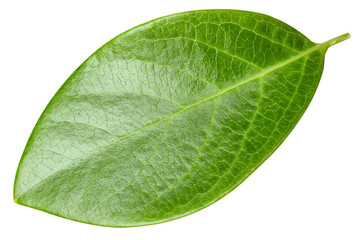 Nut leaf isolated on white background with clipping path. Nut leaves macro studio photo