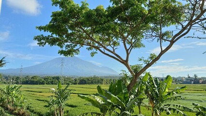 a tree with a mountain in the background