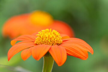 Red sunflower or Mexican sunflower (Tithonia rotundifolia)