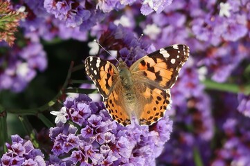 South africa, africa Cpe town, Krüger National Park, wilslife, animals. photosafari 